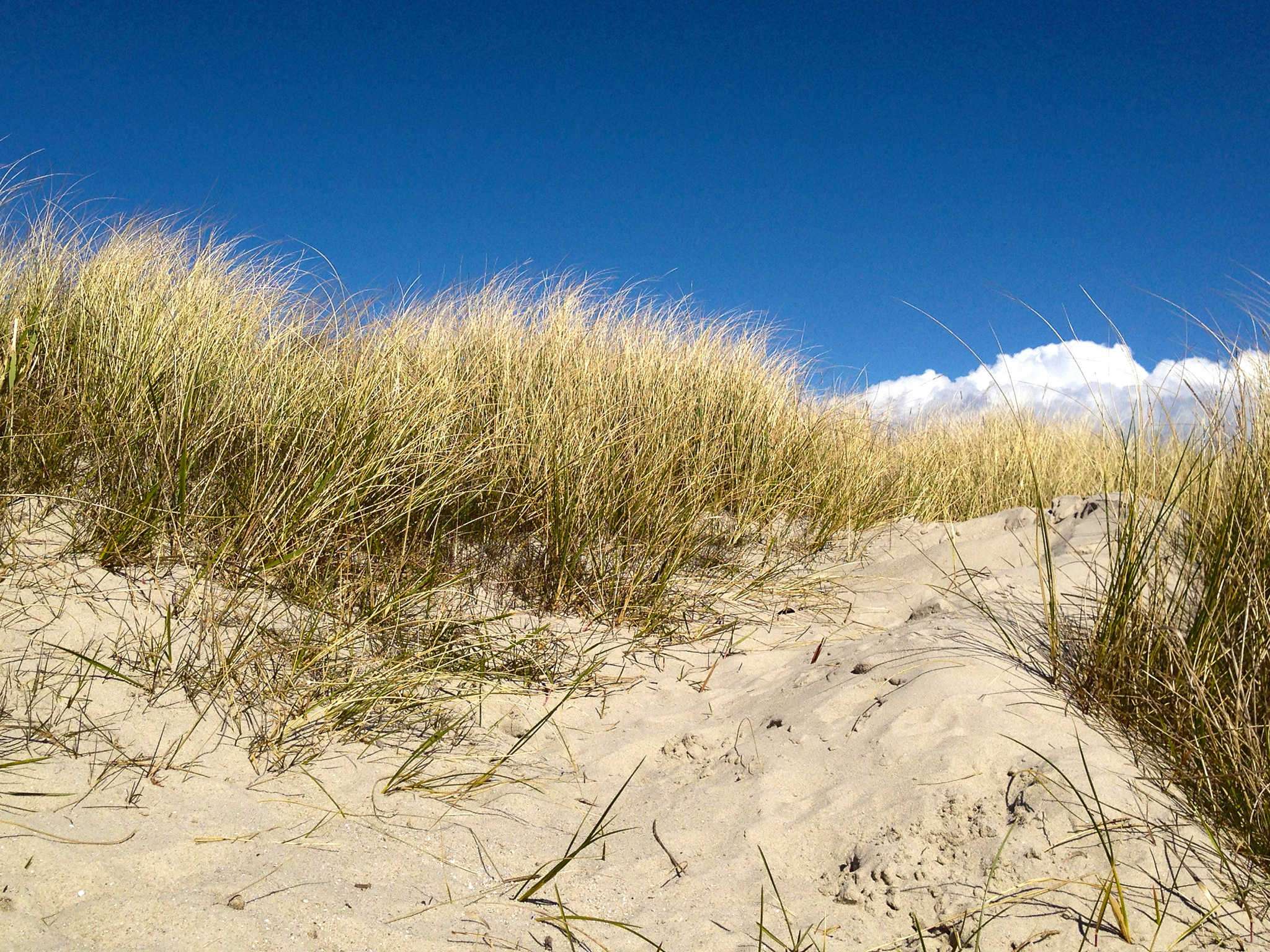 sommer